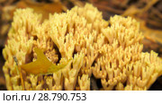 Fungus Ramaria. Грибы рогатики. Стоковое фото, фотограф Евгений Романов / Фотобанк Лори