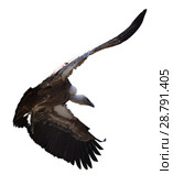 Griffon vulture flying isolated. Стоковое фото, фотограф Яков Филимонов / Фотобанк Лори