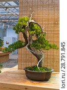 Бонсай - можжевельник китайский (Juniperus chinensis). Возраст - около 100 лет. Выставка японских бонсай в Аптекарском огороде, Москва, ноябрь 2017. Редакционное фото, фотограф Сергей Рыбин / Фотобанк Лори