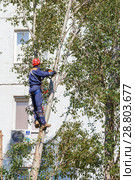 Russia, Samara, September 2017: the worker climbed high on a tree and with the help of a chainsaw cut the branches of a tree. Редакционное фото, фотограф Акиньшин Владимир / Фотобанк Лори