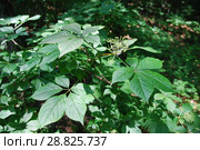 Элеутерококк колючий или Чёртов куст (Eleutherocccus senticsus) Стоковое фото, фотограф syngach / Фотобанк Лори