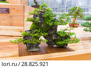 Бонсай - можжевельник китайский (Juniperus chinensis). Композиция на камне. Возраст - около 10 лет. Выставка японских бонсай в Аптекарском огороде, Москва, ноябрь 2017. Редакционное фото, фотограф Сергей Рыбин / Фотобанк Лори