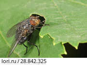 Муха домашняя или комнатная (лат. Musca domestica) - семейство настоящих мух (лат. Muscidae) на зеленом листе. Типичный синантропный организм. Стоковое фото, фотограф Наталья Гармашева / Фотобанк Лори
