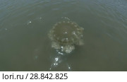Upside Down Jellyfish Cassiopea andromeda swim under surface of the blue water (High-angle shot, 4K / 60fps) Стоковое видео, видеограф Некрасов Андрей / Фотобанк Лори