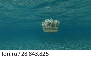 Upside Down Jellyfish Cassiopea andromeda swim under surface of the blue water (Underwater shot, 4K / 60fps) Стоковое видео, видеограф Некрасов Андрей / Фотобанк Лори