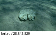 Upside Down Jellyfish Cassiopea andromeda is sitting on sandy bottom ( Underwater shot, Zoom, 4K / 60fps) Стоковое видео, видеограф Некрасов Андрей / Фотобанк Лори