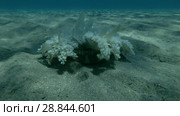 Upside Down Jellyfish Cassiopea andromeda is sitting on sandy bottom ( Underwater shot, 4K / 60fps) Стоковое видео, видеограф Некрасов Андрей / Фотобанк Лори