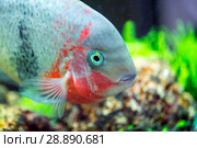 Beautiful aquarium with astronotus fish (Astronotus ocellatus) Стоковое фото, фотограф Евгений Ткачёв / Фотобанк Лори