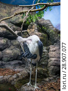marabou stork (Leptoptilos crumenifer) -- large wading bird in the stork family Ciconiidae. Стоковое фото, фотограф Владимир Журавлев / Фотобанк Лори