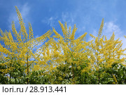 Кёльрейтерия метельчатая (лат. Koelreuteria paniculata). Желтые цветы растения на фоне неба. Стоковое фото, фотограф Григорий Писоцкий / Фотобанк Лори