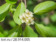 Цветки многолетней Актинидии острой, женская форма (Actinidia arguta) Стоковое фото, фотограф Алёшина Оксана / Фотобанк Лори
