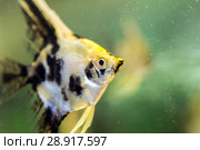 Angelfish (Pterophyllum scalare), macro. Стоковое фото, фотограф Евгений Ткачёв / Фотобанк Лори
