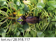 Утка хохлатая чернеть (Aythya fuligula). Самка птицы плавает, отражаясь в воде. Стоковое фото, фотограф Григорий Писоцкий / Фотобанк Лори