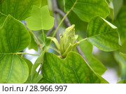 Плод лириодендрона тюльпанного (тюльпанное дерево) (Liriodendron tulipifera L.) Стоковое фото, фотограф Ирина Борсученко / Фотобанк Лори