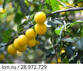 Плоды желтой алычи на ветке (Prunus cerasifera) Стоковое фото, фотограф Ирина Борсученко / Фотобанк Лори