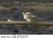 Тростниковая овсянка, камышовая овсянка или камышник (лат. Emberiza schoeniclus) Стоковое фото, фотограф Григорий Писоцкий / Фотобанк Лори
