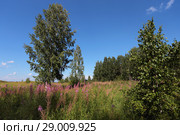 Иван-чай в березовом колке. Сибирь. Стоковое фото, фотограф Анатолий Матвейчук / Фотобанк Лори