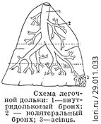 Схема легочной дольки. Стоковая иллюстрация, иллюстратор Макаров Алексей / Фотобанк Лори