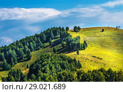 Склоны холмов с берёзами. Район реки Малый Каим, Горный Алтай, Южная Сибирь, Россия. Стоковое фото, фотограф Евгений Мухортов / Фотобанк Лори