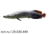 Giant arapaima closeup on white isolated background (2018 год). Стоковое фото, фотограф Наталья Волкова / Фотобанк Лори