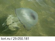 Медуза Корнерот плывет в прозрачной воде, вид Rhizostoma pulmo. Крым, Азовское море (2018 год). Стоковое фото, фотограф Щеголева Ольга / Фотобанк Лори