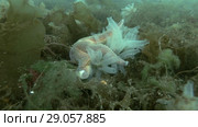 Spiny Starfish (Marthasterias glacialis) eat ascidian colony Transparent sea squirt or Yellow Sea Squirt (Ciona intestinalis, Ascidia intestinalis) on seabed overgrown with brown algae (Time-lapse) Стоковое видео, видеограф Некрасов Андрей / Фотобанк Лори