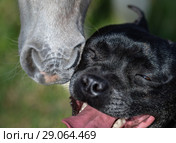 Жеребенок обнюхивает стаффордширского бультерьера.  Крупный план. Стоковое фото, фотограф Абрамова Ксения / Фотобанк Лори