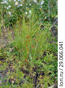 Красные ягоды спаржи Даурской (Asparagus davuricus Fisch. ex Link) Стоковое фото, фотограф Геннадий Соловьев / Фотобанк Лори