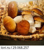 Mushroom cep. Стоковое фото, фотограф ElenArt / Фотобанк Лори