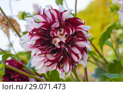 Bicolor white purple dahlia in the garden. Стоковое фото, фотограф Ирина Носова / Фотобанк Лори