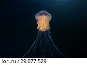 Lion's mane jellyfish (Cyanea capillata, Cyanea arctica) Стоковое фото, фотограф Некрасов Андрей / Фотобанк Лори