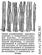 Схема расщепления льняного волокна. Стоковая иллюстрация, иллюстратор Макаров Алексей / Фотобанк Лори