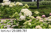 Гортензия ( Hydrangea) — род цветковых растений семейства Гортензиевые. Стоковое видео, видеограф Олег Хархан / Фотобанк Лори