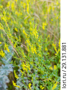 Донник лекарственный (донник желтый, клевер лекарственный, Melilotus officinalis) Стоковое фото, фотограф Ольга Сейфутдинова / Фотобанк Лори