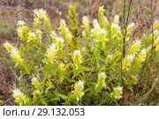 Марьянник серебристохохолковый (Melampyrum argyrocomum) Стоковое фото, фотограф Ольга Сейфутдинова / Фотобанк Лори