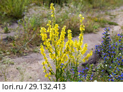 Коровяк обыкновенный (Thapsus verbascum) Стоковое фото, фотограф Ольга Сейфутдинова / Фотобанк Лори