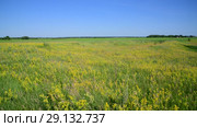 meadow with wild herbs European part of Russia. Стоковое видео, видеограф Володина Ольга / Фотобанк Лори