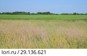 wild Russian meadow in June. Стоковое видео, видеограф Володина Ольга / Фотобанк Лори