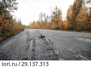 Бревна и пни, торчащие из асфальта на дороге. Содержание региональных дорог. Стоковое фото, фотограф Наталья Осипова / Фотобанк Лори