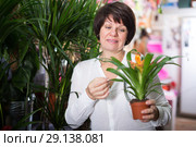 Customer choosing bromelia. Стоковое фото, фотограф Яков Филимонов / Фотобанк Лори