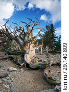 Nevada State Tree -  Bristlecone Pine. Great Basin National Park, USA (2018 год). Стоковое фото, фотограф Ирина Кожемякина / Фотобанк Лори