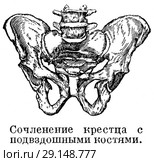 Сочленение крестца с подвздошными костями. Стоковая иллюстрация, иллюстратор Макаров Алексей / Фотобанк Лори