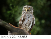 Beautiful little owl in the forest. Стоковое фото, фотограф Алексей Кузнецов / Фотобанк Лори