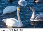 Beautiful white whooping swans. Стоковое фото, фотограф Jan Jack Russo Media / Фотобанк Лори