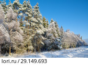 Зимний лес запорошенный снегом. Стоковое фото, фотограф Елена Коромыслова / Фотобанк Лори