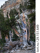 Ancient Bristlecone Pine Tree on the background of the cliff. Great Basin National Park, Nevada, USA (2018 год). Стоковое фото, фотограф Ирина Кожемякина / Фотобанк Лори
