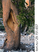 Barrel and branch with needles of Bristlecone Pine Tree. Great Basin National Park, Nevada, USA (2018 год). Стоковое фото, фотограф Ирина Кожемякина / Фотобанк Лори