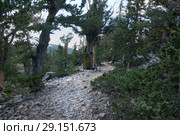 Bristlecone Pine Tree near the trail. Great Basin National Park, Nevada, USA (2018 год). Стоковое фото, фотограф Ирина Кожемякина / Фотобанк Лори