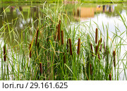 Рогоз узколистный. Typha angustifolia. Стоковое фото, фотограф Ольга Сейфутдинова / Фотобанк Лори