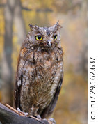Eurasian (European) scops owl owl in autumn forest. Стоковое фото, фотограф Алексей Кузнецов / Фотобанк Лори